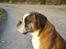 Boxer Chang R.I.P. - Chang