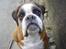 Boxer Chang R.I.P. - Smil til fotografen