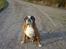 Boxer Chang R.I.P. - Bare tag billedet jeg er klar