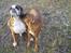 Boxer Chang R.I.P. - Chang og Lennon