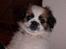 Blanding af racer Diva R.I.P*død 1/4-09