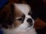 Blanding af racer Diva R.I.P*død 1/4-09
