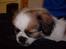 Blanding af racer Diva R.I.P*død 1/4-09