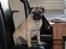 Blanding af racer Thor Mops/Engelsk Bulldog
