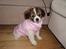 Blanding af racer Pekingeser/papillon - Biancamusen <3 11 uger