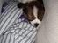 Blanding af racer Pekingeser/papillon - Biancamusen  sover :) 8 uger