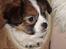 Blanding af racer Pekingeser/papillon - Bianca elsker sin lille taske :) 9 uger