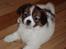 Blanding af racer Pekingeser/papillon - Bianca <3