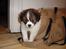 Blanding af racer Pekingeser/papillon - Bianca <3