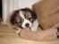 Blanding af racer Pekingeser/papillon - Bider i sin elskede taske :)