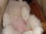 Blanding af racer Pekingeser/papillon - Bianca sover i sin taske :)