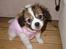 Blanding af racer Pekingeser/papillon - Bianca i sin lille jakke :)