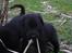 Labrador retriever joey - joey ca. 6-7 uger gammel