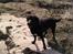 Labrador retriever joey - maj 2010