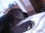 Labrador retriever joey