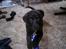 Labrador retriever joey - joey 8 uger gl og en dg. 27/3