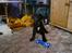 Labrador retriever joey - joey 8 uger gl og en dg. 27/3