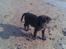 Labrador retriever joey - 4/4
