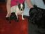 Labrador retriever Max <3 Himmelhund - Den lille familie  samlet :)