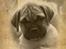 Bullmastiff Pi - min collage