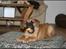 Bullmastiff Pi - hvilket legetøj??