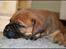 Bullmastiff Pi