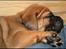 Bullmastiff Pi