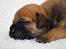 Bullmastiff Pi