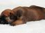 Bullmastiff Pi