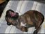 Bullmastiff Pi