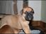 Bullmastiff Pi