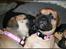 Bullmastiff Pi
