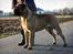 Bullmastiff Pi - min faaaaaaaaaar...Kugel red rebellion of blazolynn´s/victor