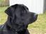 Labrador retriever Rex