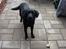 Labrador retriever Rex