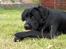 Labrador retriever Rex
