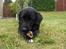 Labrador retriever Rex