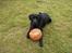 Labrador retriever Rex