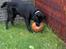 Labrador retriever Rex