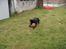Labrador retriever Rex