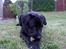 Labrador retriever Rex
