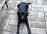 Labrador retriever Rex