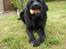 Labrador retriever Rex