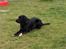 Labrador retriever Rex