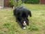 Labrador retriever Rex