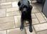 Labrador retriever Rex