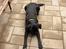 Labrador retriever Rex