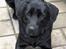 Labrador retriever Rex