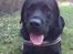 Labrador retriever Max <3 Himmelhund