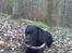 Labrador retriever Max <3 Himmelhund